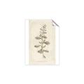 Picture of Flower Sketch IV _GroupedProduct_Rectangle_Portrait_Unframed_Print_Only_