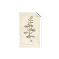 Picture of Flower Sketch IV _GroupedProduct_Rectangle_Portrait_Unframed_Print_Only_