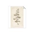 Picture of Flower Sketch IV _GroupedProduct_Rectangle_Portrait_Unframed_Print_Only_