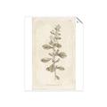 Picture of Flower Sketch IV _GroupedProduct_Rectangle_Portrait_Unframed_Print_Only_