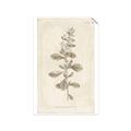 Picture of Flower Sketch IV _GroupedProduct_Rectangle_Portrait_Unframed_Print_Only_