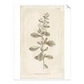 Picture of Flower Sketch IV _GroupedProduct_Rectangle_Portrait_Unframed_Print_Only_