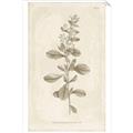 Picture of Flower Sketch IV _GroupedProduct_Rectangle_Portrait_Unframed_Print_Only_