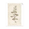 Picture of Flower Sketch IV _GroupedProduct_Rectangle_Portrait_Unframed_Print_Only_