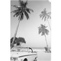 Picture of Palms & Cool Car _GroupedProduct_Rectangle_Portrait_Photography _GroupedProduct_Rectangle_Portrait_Unframed_Print_Only_
