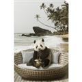 Picture of Panda Sitting on Sofa _GroupedProduct_Rectangle_Portrait_Unframed_Print_Only_