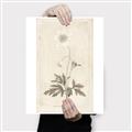 Picture of Flower Sketch I _GroupedProduct_Rectangle_Portrait_Canvas_