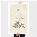 Picture of Flower Sketch I _GroupedProduct_Rectangle_Portrait_Canvas_