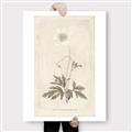 Picture of Flower Sketch I _GroupedProduct_Rectangle_Portrait_Canvas_