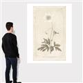 Picture of Flower Sketch I _GroupedProduct_Rectangle_Portrait_Canvas_