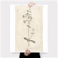 Picture of Flower Sketch II _GroupedProduct_Rectangle_Portrait_Canvas_