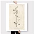 Picture of Flower Sketch II _GroupedProduct_Rectangle_Portrait_Canvas_