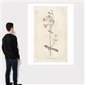Picture of Flower Sketch II _GroupedProduct_Rectangle_Portrait_Canvas_