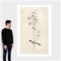 Picture of Flower Sketch II _GroupedProduct_Rectangle_Portrait_Canvas_