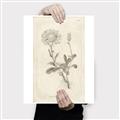 Picture of Flower Sketch III _GroupedProduct_Rectangle_Portrait_Canvas_