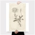 Picture of Flower Sketch III _GroupedProduct_Rectangle_Portrait_Canvas_