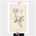 Picture of Flower Sketch III _GroupedProduct_Rectangle_Portrait_Canvas_