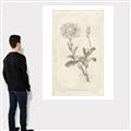 Picture of Flower Sketch III _GroupedProduct_Rectangle_Portrait_Canvas_