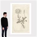 Picture of Flower Sketch III _GroupedProduct_Rectangle_Portrait_Canvas_