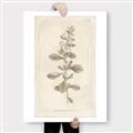 Picture of Flower Sketch IV _GroupedProduct_Rectangle_Portrait_Canvas_