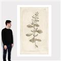 Picture of Flower Sketch IV _GroupedProduct_Rectangle_Portrait_Canvas_