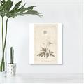 Picture of Flower Sketch I _GroupedProduct_Rectangle_Portrait_Canvas_