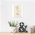 Picture of Flower Sketch II _GroupedProduct_Rectangle_Portrait_Canvas_