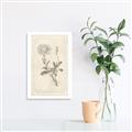 Picture of Flower Sketch III _GroupedProduct_Rectangle_Portrait_Canvas_
