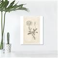 Picture of Flower Sketch III _GroupedProduct_Rectangle_Portrait_Canvas_