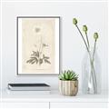 Picture of Flower Sketch I _GroupedProduct_Rectangle_Portrait_Canvas_Framed_