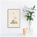 Picture of Flower Sketch I _GroupedProduct_Rectangle_Portrait_Canvas_Framed_