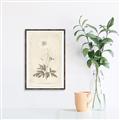 Picture of Flower Sketch I _GroupedProduct_Rectangle_Portrait_Canvas_Framed_