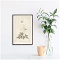 Picture of Flower Sketch I _GroupedProduct_Rectangle_Portrait_Canvas_Framed_