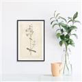 Picture of Flower Sketch II _GroupedProduct_Rectangle_Portrait_Canvas_Framed_