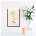 Picture of Flower Sketch II _GroupedProduct_Rectangle_Portrait_Canvas_Framed_