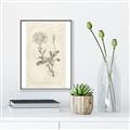 Picture of Flower Sketch III _GroupedProduct_Rectangle_Portrait_Canvas_Framed_