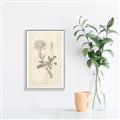 Picture of Flower Sketch III _GroupedProduct_Rectangle_Portrait_Canvas_Framed_
