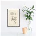 Picture of Flower Sketch III _GroupedProduct_Rectangle_Portrait_Canvas_Framed_