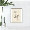 Picture of Flower Sketch III _GroupedProduct_Rectangle_Portrait_Canvas_Framed_
