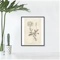 Picture of Flower Sketch III _GroupedProduct_Rectangle_Portrait_Canvas_Framed_