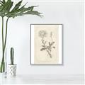 Picture of Flower Sketch III _GroupedProduct_Rectangle_Portrait_Canvas_Framed_