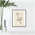 Picture of Flower Sketch III _GroupedProduct_Rectangle_Portrait_Canvas_Framed_