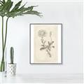 Picture of Flower Sketch III _GroupedProduct_Rectangle_Portrait_Canvas_Framed_