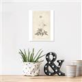 Picture of Flower Sketch I _GroupedProduct_Rectangle_Portrait_Unframed_Print_Only_