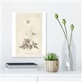 Picture of Flower Sketch I _GroupedProduct_Rectangle_Portrait_Unframed_Print_Only_