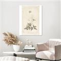 Picture of Flower Sketch I _GroupedProduct_Rectangle_Portrait_Unframed_Print_Only_