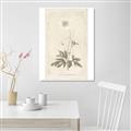 Picture of Flower Sketch I _GroupedProduct_Rectangle_Portrait_Unframed_Print_Only_