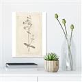 Picture of Flower Sketch II _GroupedProduct_Rectangle_Portrait_Unframed_Print_Only_