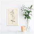 Picture of Flower Sketch II _GroupedProduct_Rectangle_Portrait_Unframed_Print_Only_