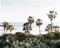 Picture of Palms Above the Sea _GroupedProduct_Rectangle_Landscape_Photography _GroupedProduct_Rectangle_Landscape_Unframed_Print_Only_